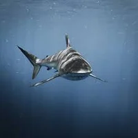 shark