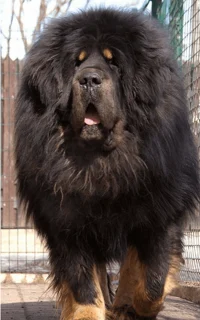 Pet Monster Roleplay