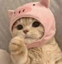 Yourlocalkittynotsus