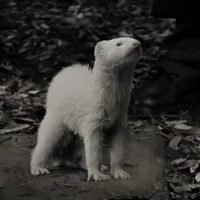 Ferret