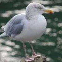 A Gull