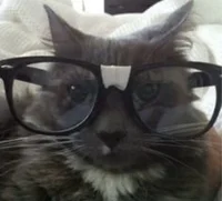 nerd cat