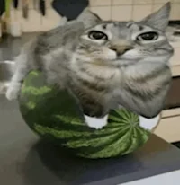 Watermelon cat