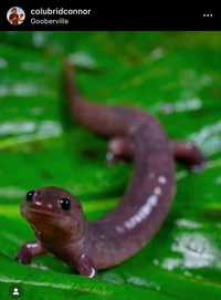 salamander