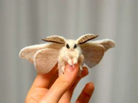 Moth