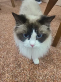 angry cat