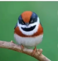 Strawberry bomb Cent