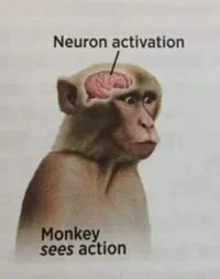 Neuron Activation