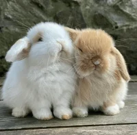 Bunnies
