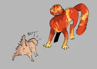 Venus cat-Solarballs