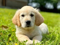 Female Puppy Goldie