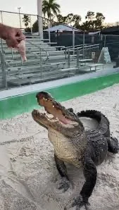 Snoopy the Alligator