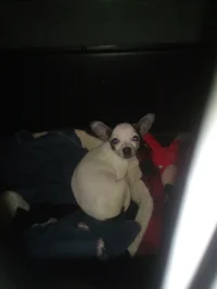 Buddy 
