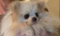 Tess_Tiger