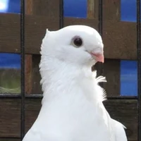 Cute Pigeon