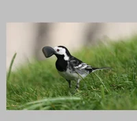 Satanic Wagtail 