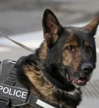 Police dog