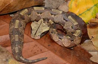 Gaboon Viper