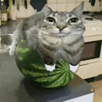 Watermelon Cat