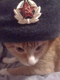 commie cat