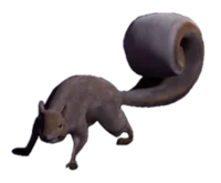 Mutant squirrel 