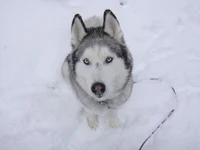 bandit
