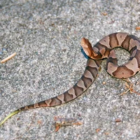 Copperhead