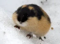 lemming