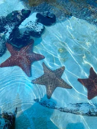 Coral