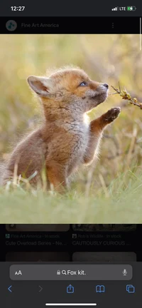 Fox kit