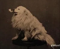 Dog with a pipe