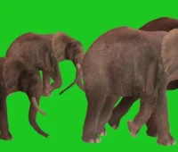 Elephant GreenScreen