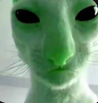 Weird alien cat