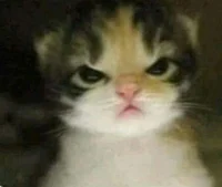 -Gatito- enojao