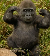gorilla