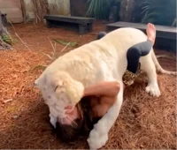 den of female tigers