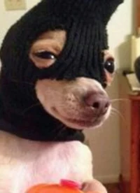 Robber Dog
