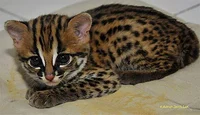 A Baby Leopard Cat