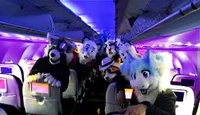 Furry Plane