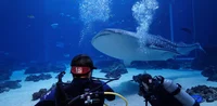 Diving whale sharks 