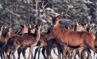 Red-tailed Deer Herd