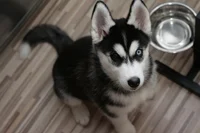 Husky Puppy