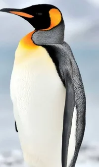 Pinguino Marinela 