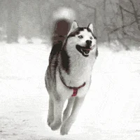 A flying Husky