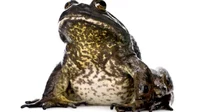 Average Frog