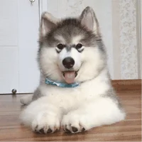Husky puppy