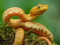 Eyelash Viper