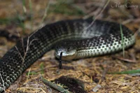 Eastern Tiger Snake