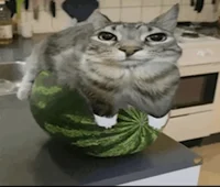 wotor melon cat