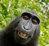 Selfie Monkey